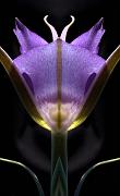 Sagebrush Mariposa Lily Reflected